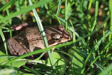 The frog is sitting in the grass. Photo of a frog in its natural habitat.