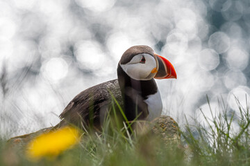waiting puffin © mara_eidolon