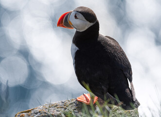 lonely puffin © mara_eidolon