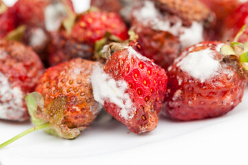 moldy rotting red strawberries close up