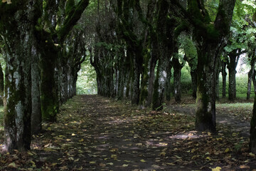 Willow nature park with fallen leaves on a beautiful summer day