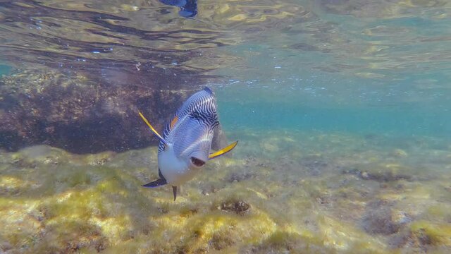 Underwater surgeon fish swimming on coral reef in clear ocean water. Exotic fish and animal in Red Sea wildlife