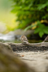 lonely bird