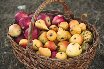 basket full of fresh fruit, apples and pears broken from the tree