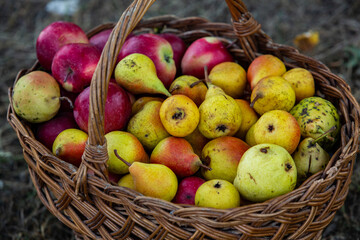 basket full of fresh fruit, apples and pears broken from the tree