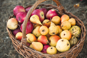 basket full of fresh fruit, apples and pears broken from the tree