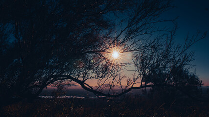 Sun In Tree