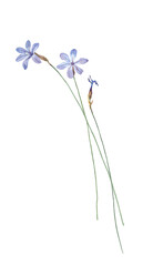 Obraz premium Three blue watercolor flowers on a white background