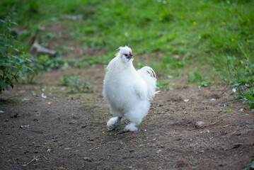 Weißer Gockel / Hahn