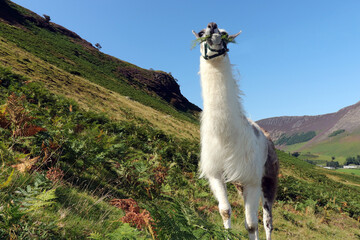 free alpaca in the mountains