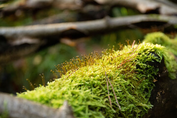 little moss