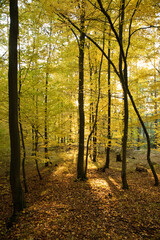 Yellow Wood backdrop