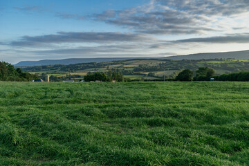 Fototapeta premium landscape with green field in the evening