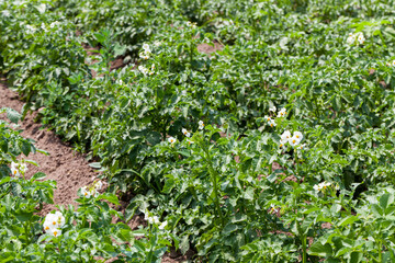 potato blooming during growth