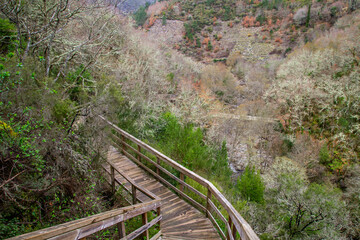 Footbridge in atlantic forest