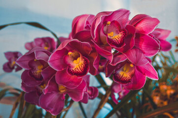 Colorful red and pink cymbidium orchid flowers are also known as boat orchids from orchidaceae family in the garden
