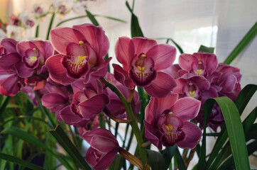 Colorful red and pink cymbidium orchid flowers are also known as boat orchids from orchidaceae...