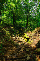 path in the forest