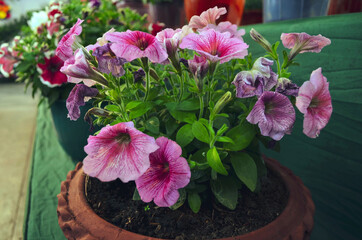 Colorful surfinia flowers in a top. Surfinia is a kind of hanging petunia that bears hundred of small bell-shaped flowers. 