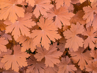 Naklejka na ściany i meble autumnal leaves - fa oliage texture