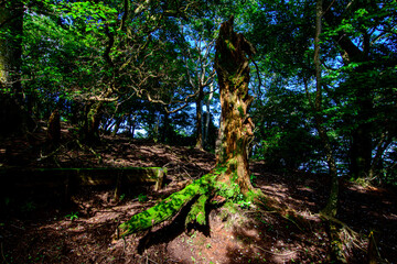 iguana in the forest