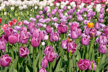 Cultivated of purple tulips (Tulipa) in garden
