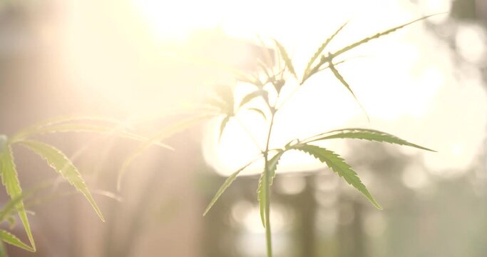 Green Marijuana tree cannabis plant narcotic herbal in greenhouse. Hemp leaf made cannabis crude oil at medicine farm. CBC, THC herb agriculture by Weed leaf Drug and medicine healthcare concept