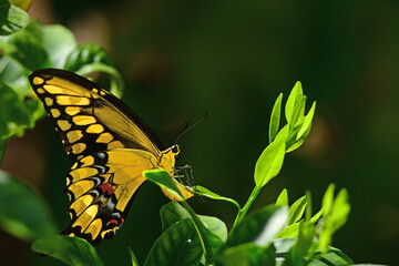 Giant Swallowtail Butterfly in a garden