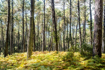 Fototapete bei efototapeten.de bestellen   