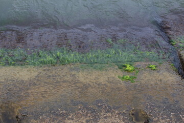 Bright green algae grow on the slabs of the sea pier