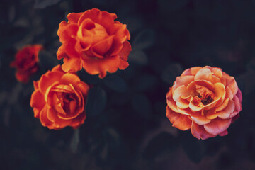 Moody Floral background with red and orange roses on dark background with copy space, floral design, selected focus