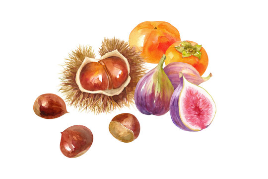 秋のフルーツの集合。栗、柿、イチジクの水彩イラスト。