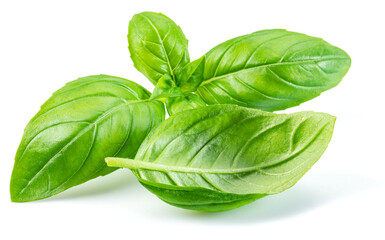 Macro shot of fresh green basil leaves isolated on white background.