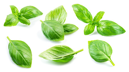 Set of fresh green basil leaves isolated on white background.
