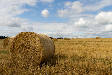 Golden hay bales on the field