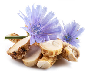 Chicory flowers and roots close up on the white background.