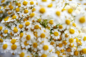 Chamomile flowers. Flowers background.
Shallow depth of field