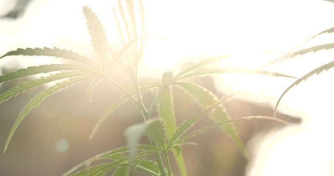 Green Marijuana tree cannabis plant narcotic herbal in greenhouse. Hemp leaf made cannabis crude oil at medicine farm. CBC, THC herb agriculture by Weed leaf Drug and medicine healthcare concept