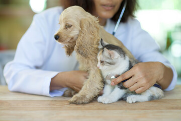 Asian female vet holding stethoscope checking on sick kitten.Veterinarian diagnose ill cat and...