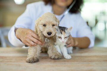 Asian female vet holding stethoscope checking on sick puppy.Veterinarian diagnose ill cat and...