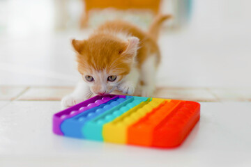 Cute kitten with sensory toy.Adorable small kitty playing with colorful sensor silicone bubble...