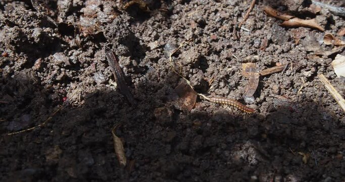 Yellow Spotted Millipede walks through dirt soil ground at the garden, Animal wildlife insect in nature