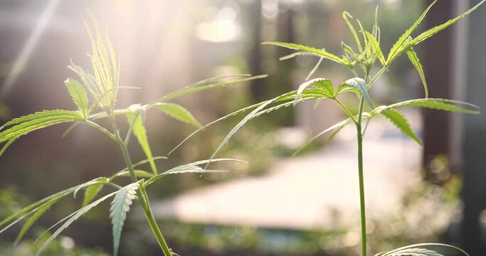 Green Marijuana tree cannabis plant narcotic herbal in greenhouse. Hemp leaf made cannabis crude oil at medicine farm. CBC, THC herb agriculture by Weed leaf Drug and medicine healthcare concept