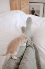 Fototapeta na wymiar kitten playing with the owner's legs