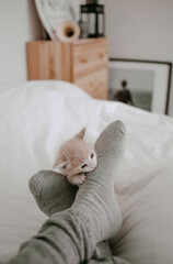 kitten playing with the owner's legs