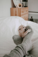 kitten playing with the owner's legs