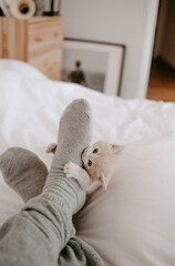 kitten playing with the owner's legs