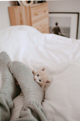 kitten playing with the owner's legs