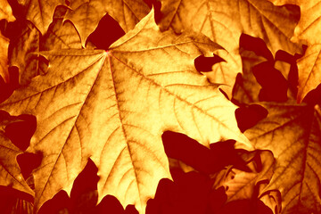 autumn landscape with bright colorful foliage. Indian summer.