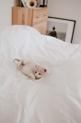 ginger kitten laying in the white bed